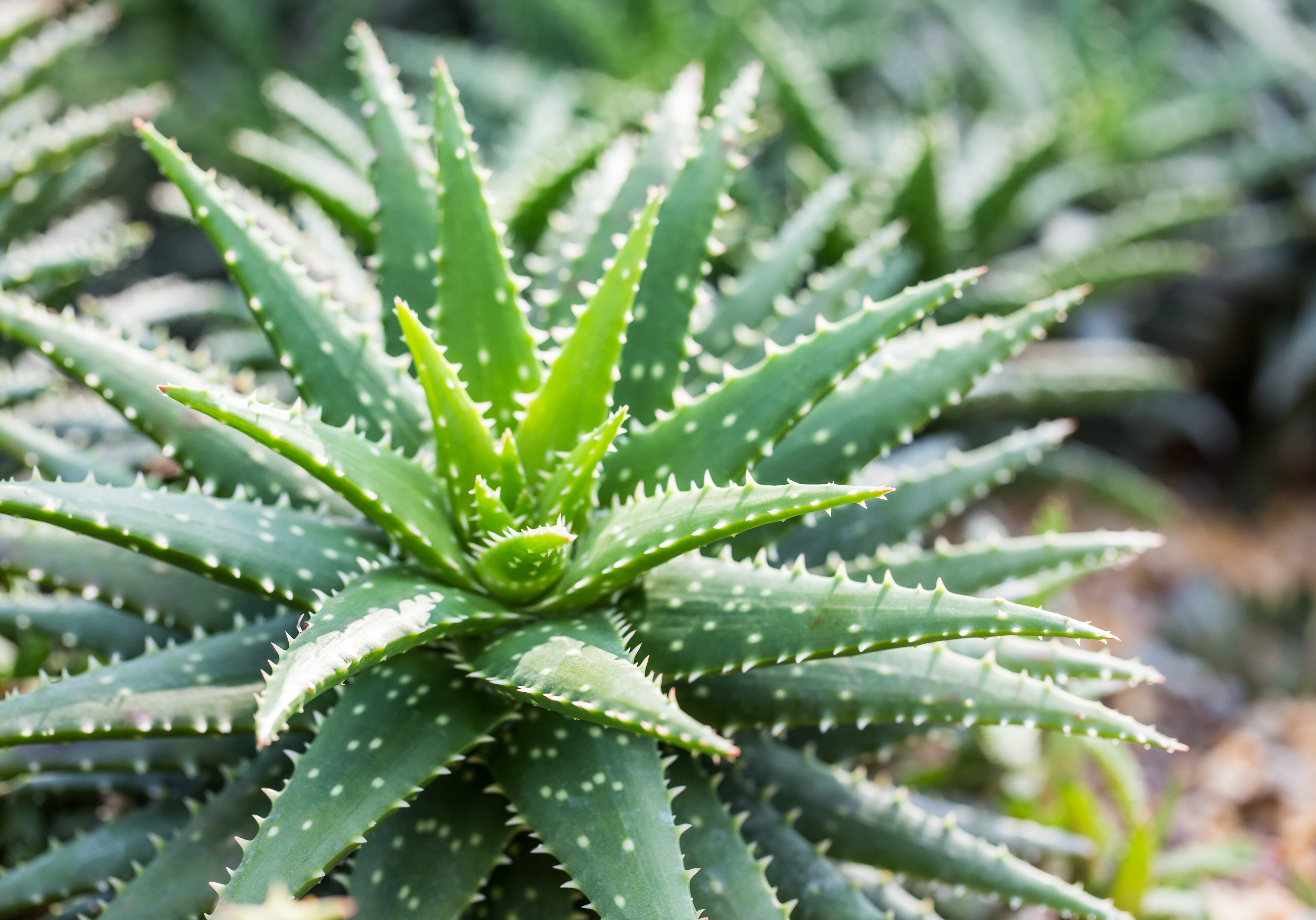 Aloe Vera