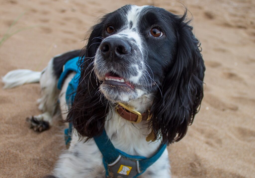 Balmedie Beach (Photo: Lauren McKerron)