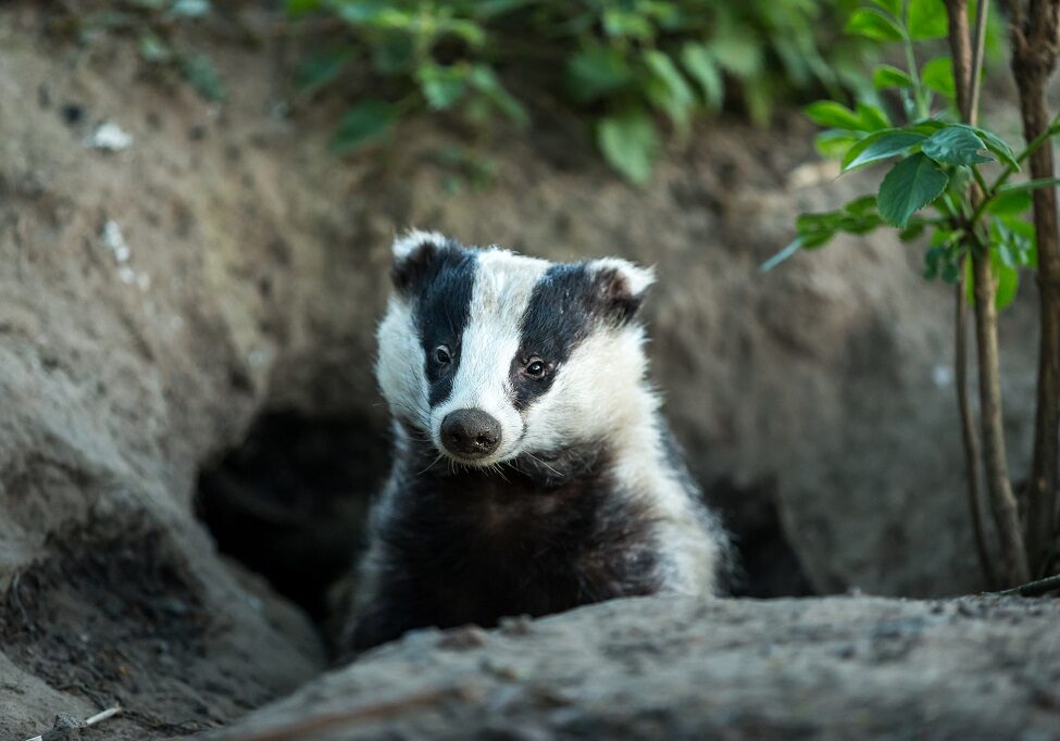 A badger looking out of its sett