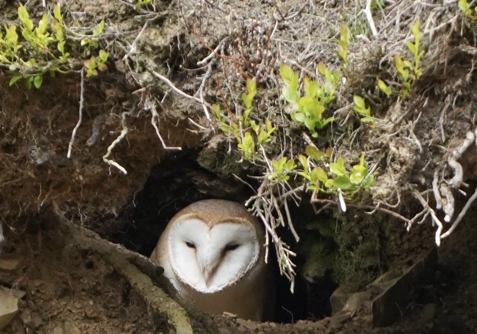 Barn-Owl-June-2023-image-1-2bh7jp8pu