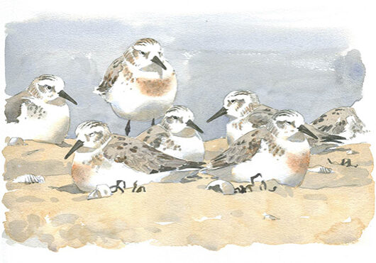 Barry Van Dusen's painting, Sanderlings