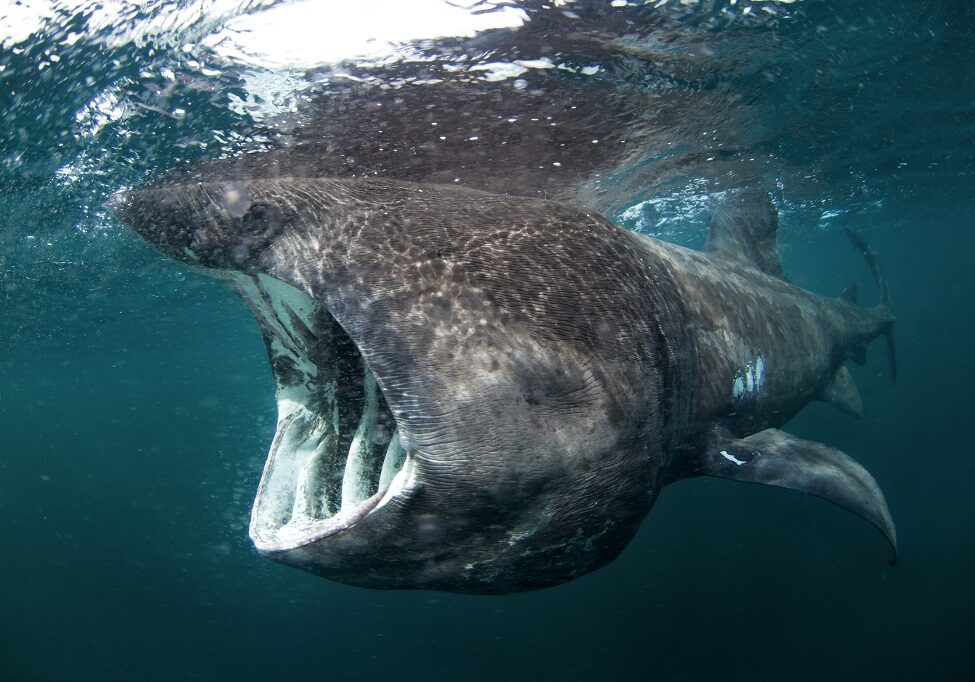 Basking shark 3