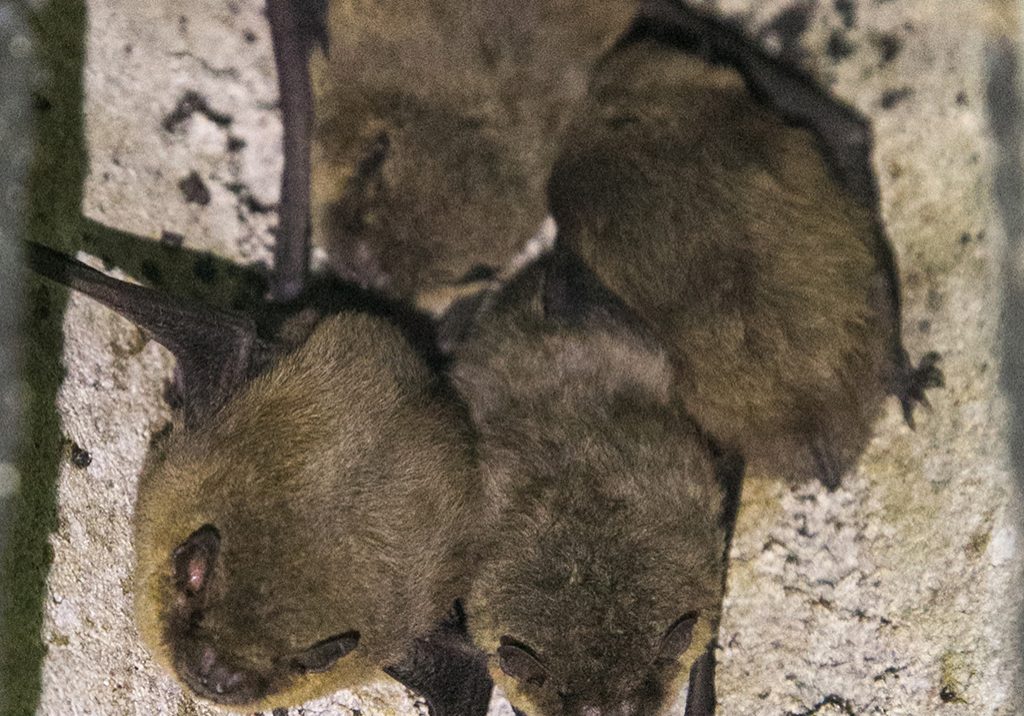 Roosting bats in a property (Photo: Michal Ostalowski)