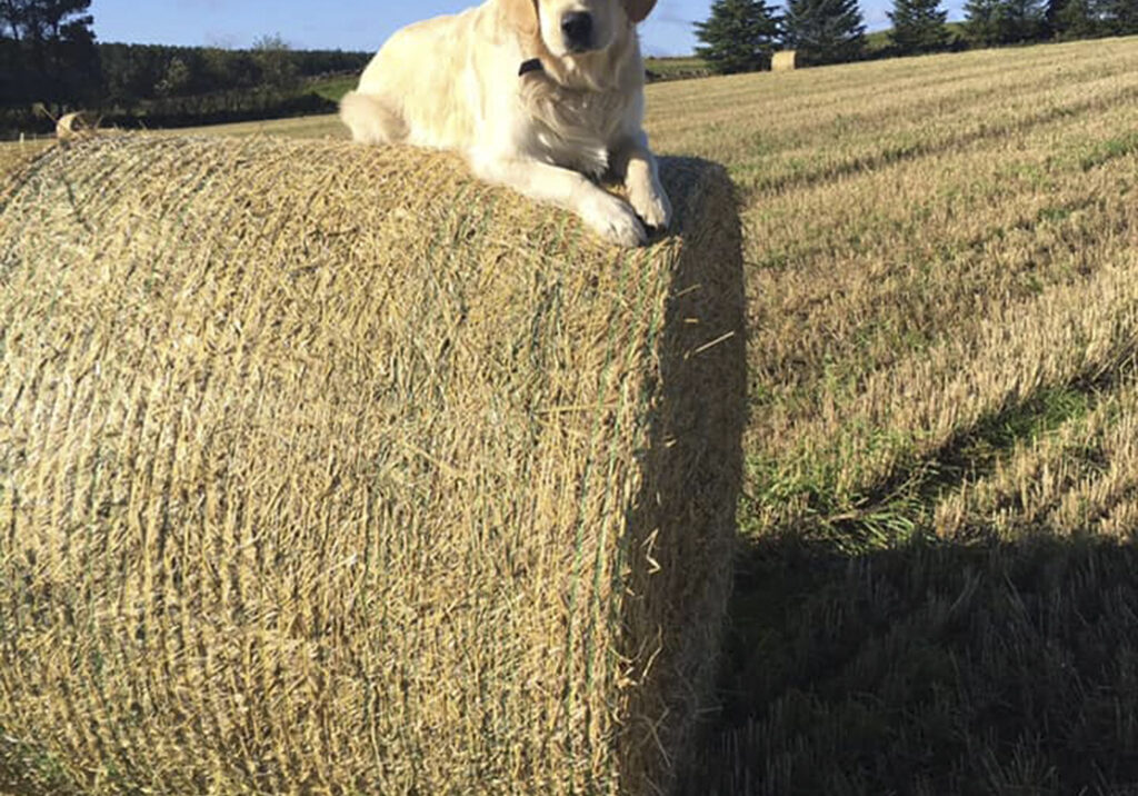 Bear loves nothing more than exploring the countryside around Newmachar.