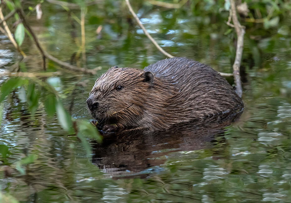 Beaver