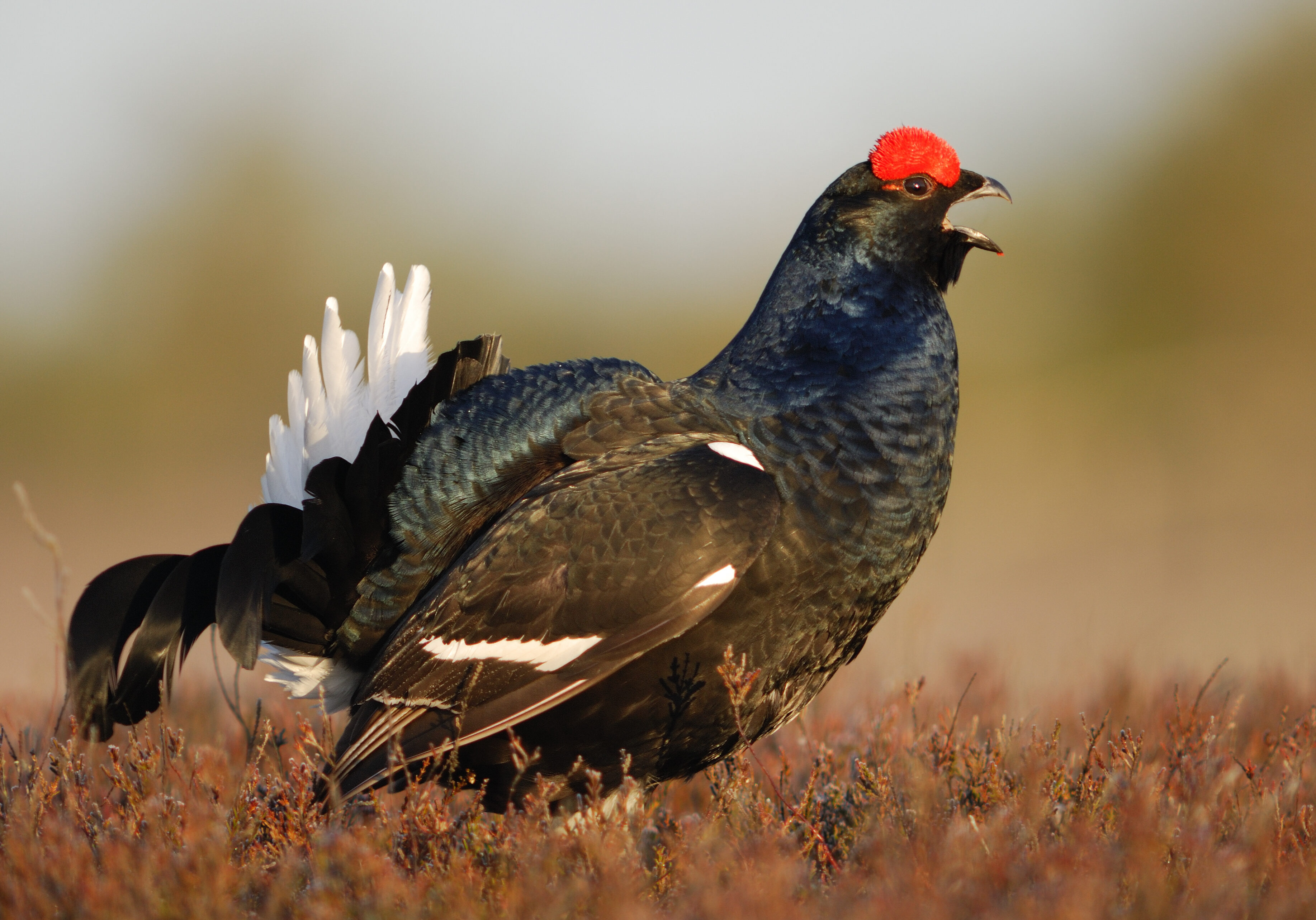 Black Grouse 1