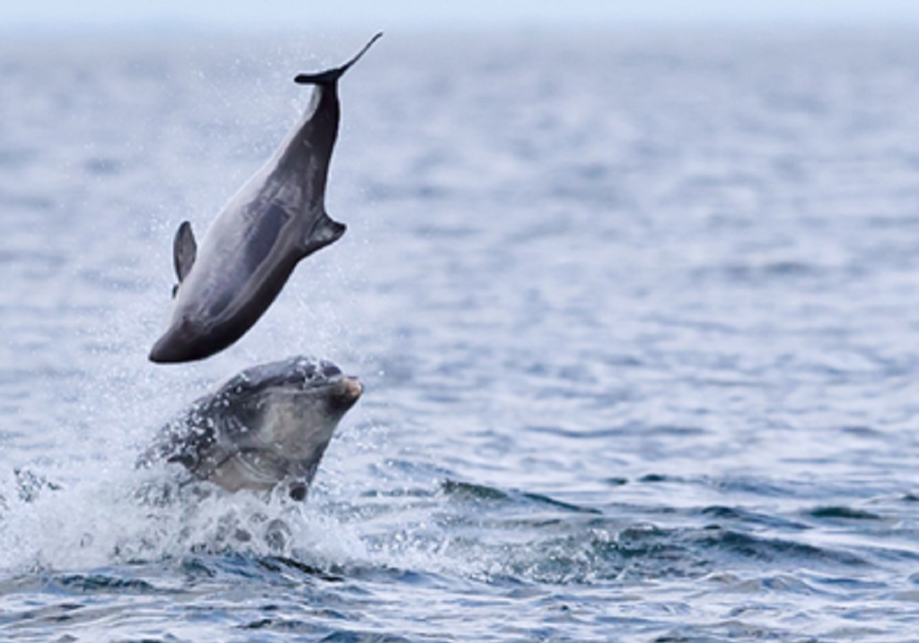A porpoise being flipped into the air by a bottlenose dolphin in the Moray Firth (Photo: Jamie Muny) 