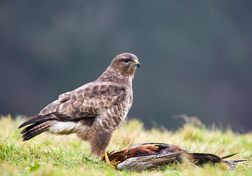 Buzzards will feed on anything from gamebirds to earthworms