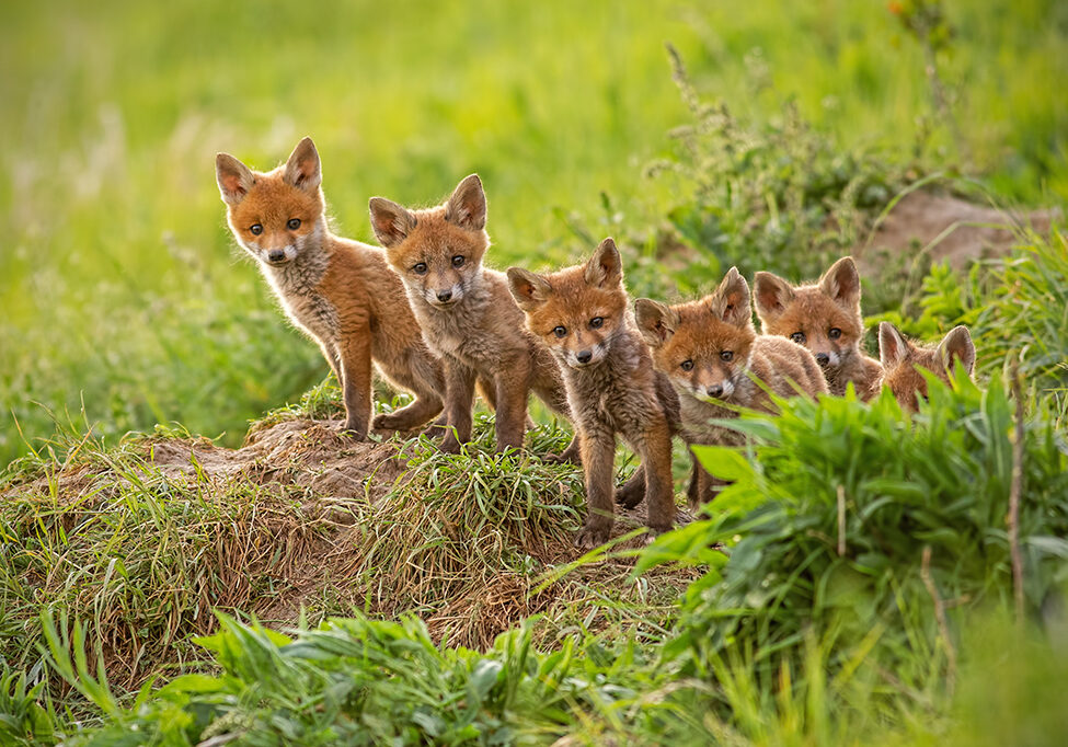 Fox cubs take a look at the world (Photo: WildMedia/Shutterstock)