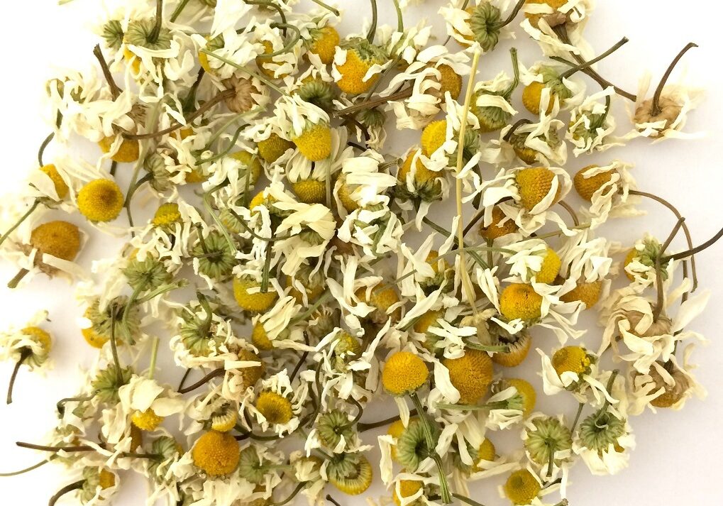 Chamomile grown at Windy Hollow Farm near Auchterarder