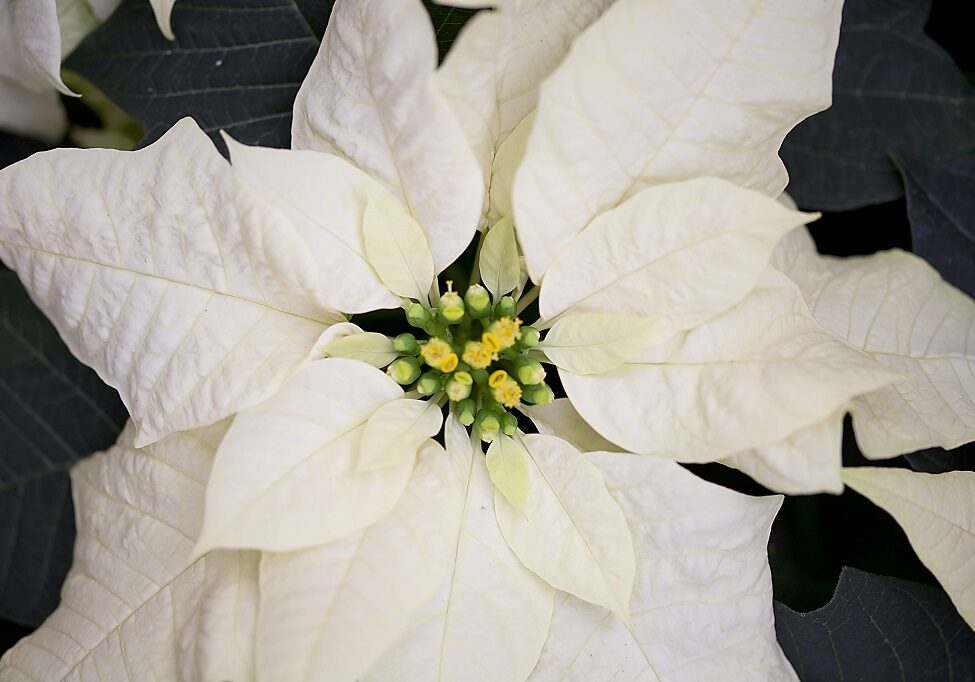 A white poinsettia