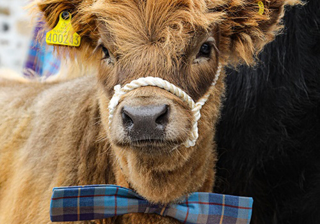 Calf in a tartan bowtie