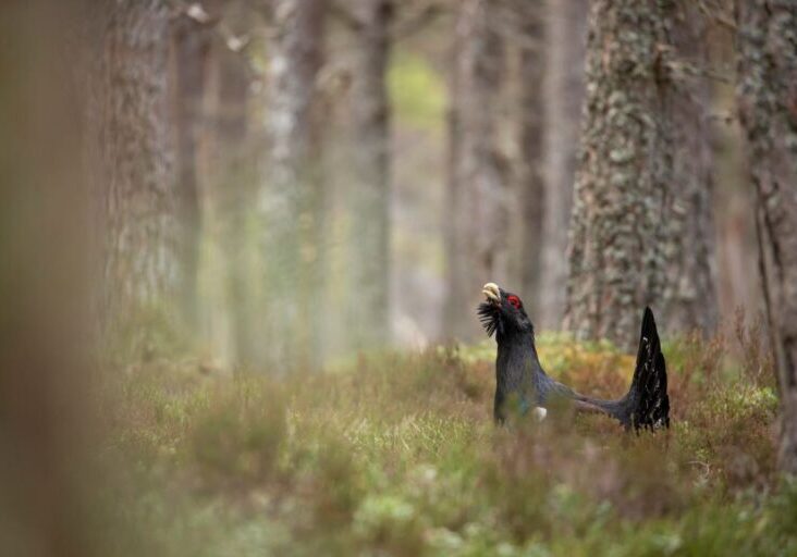 Capercaillie - Cairngorms National Park Authority Capercaillie - Cairngorms National Park Authority