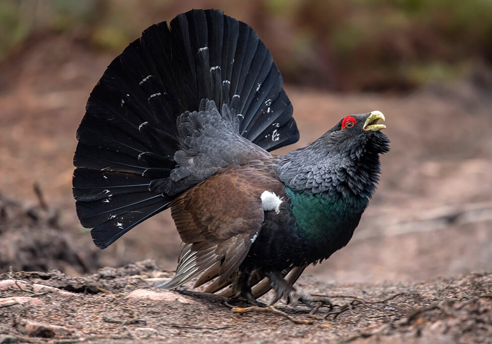 Capercaillie-in-a-forest-in-the-highlands-of-Scotland