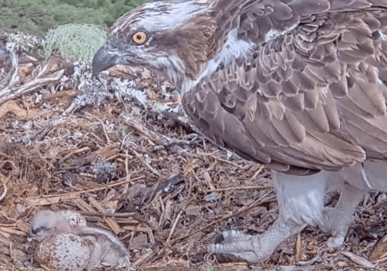 Chick slumped over unhatched egg with Mum Dorcha. Pic by WTML Chick slumped over unhatched egg with Mum Dorcha. Pic by WTML
