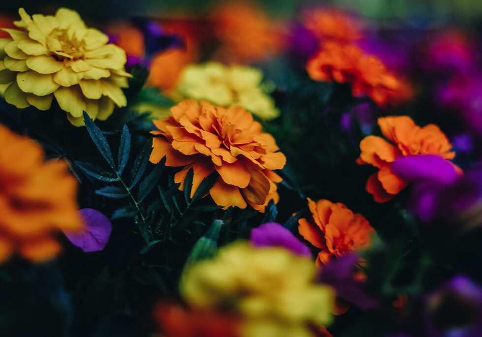 Chrysanthemums (Photo: Luis Villasmil/Unsplash)