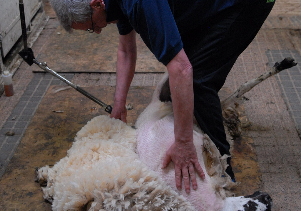 Colin MacGregor shearing a sheep
