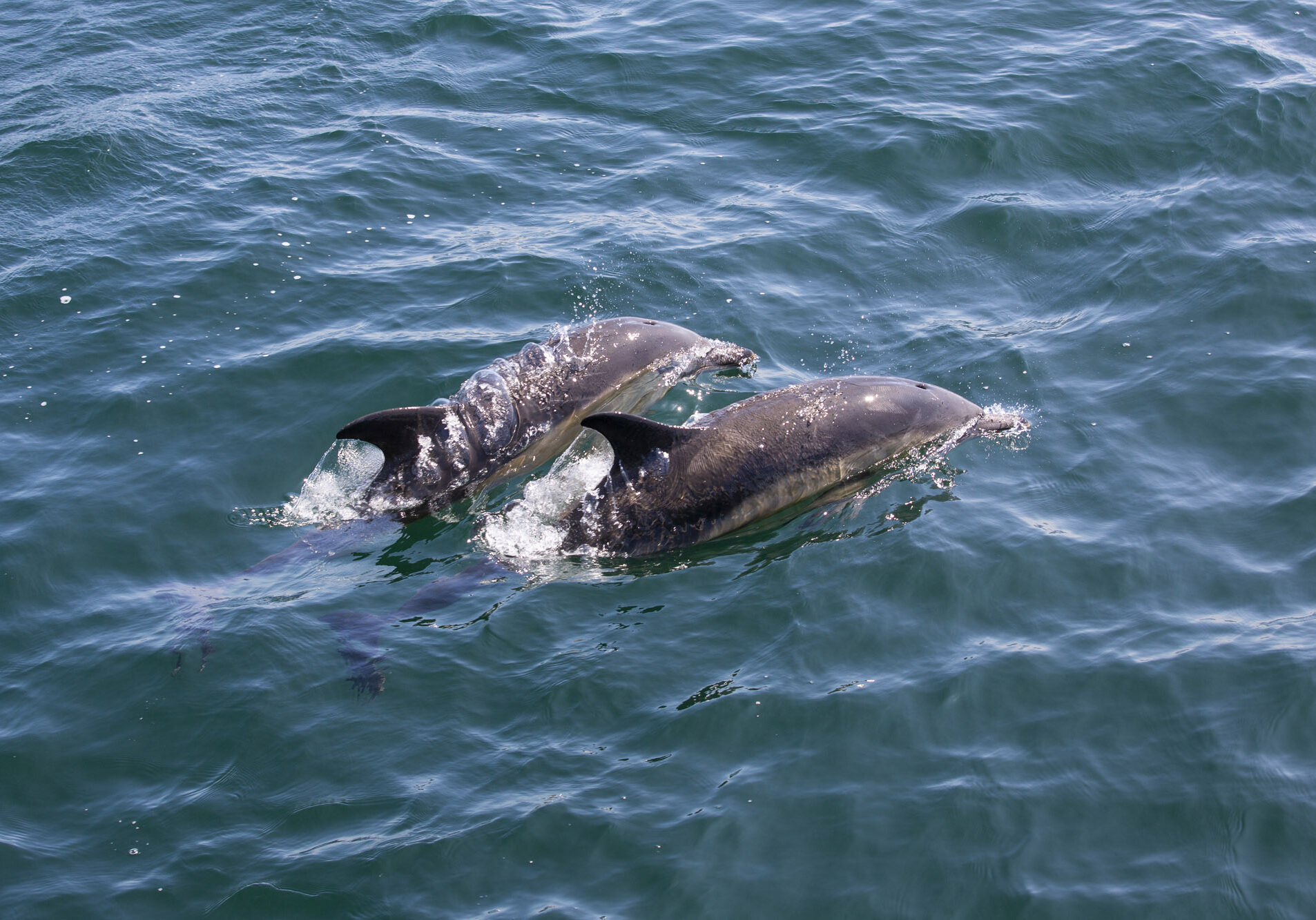Common-Dolphins-spotted-in-the-Treshnish-Isles-newly-acquired-by-the-National-Trust-for-Scotland-2ykpnzh42