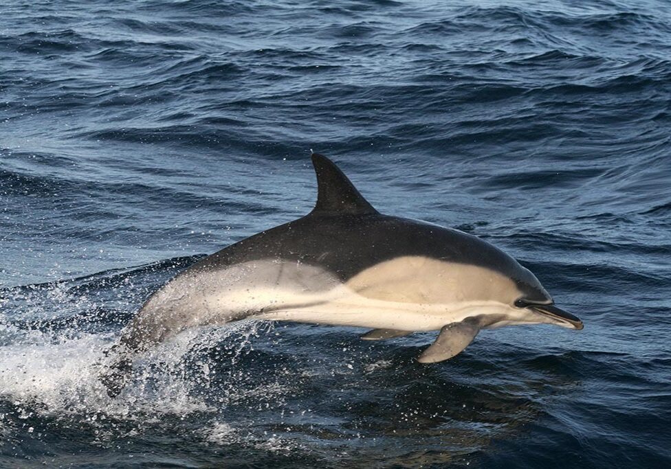 Common dolphin copyright Dr. Conor Ryan