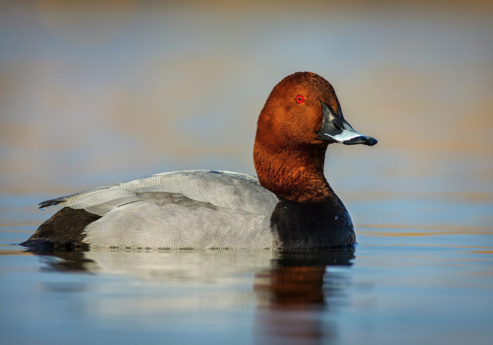 A male common pochard, a duck species in danger of extinction