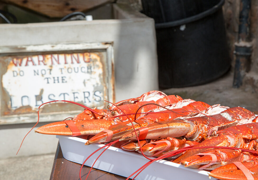 The seafood spectacular is a new part of the Crail Food Festival