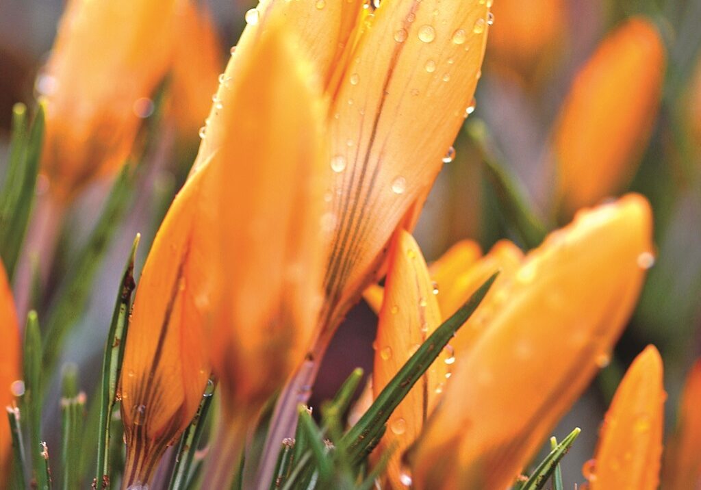 Crocus Orange Monarch