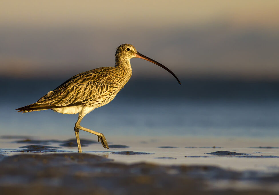 A curlew