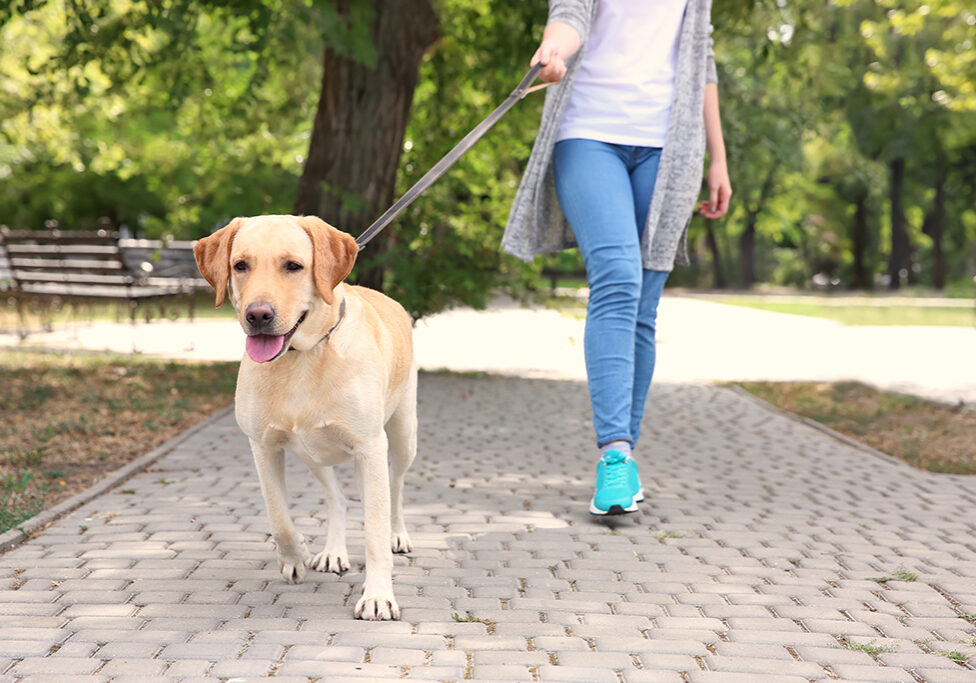 Dog walk lead