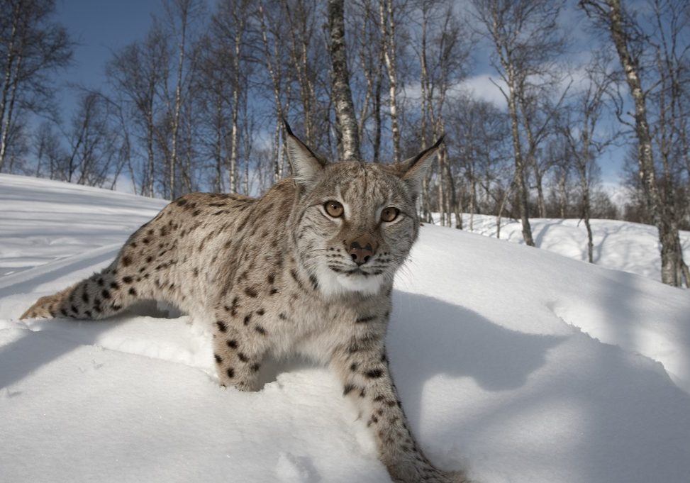 European-Lynx-Lynx-lynx-adult-female-in-winter-birch-forest-Bardu-Norway-©-scotlandbigpicture.com_-21e9sl0jv