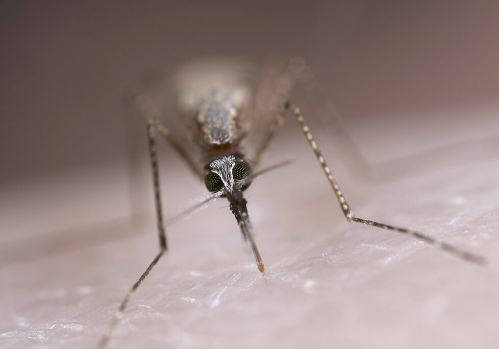 Female malaria mosquito feasting on blood (Photo: Sinclair Stammers, Reece Lab)