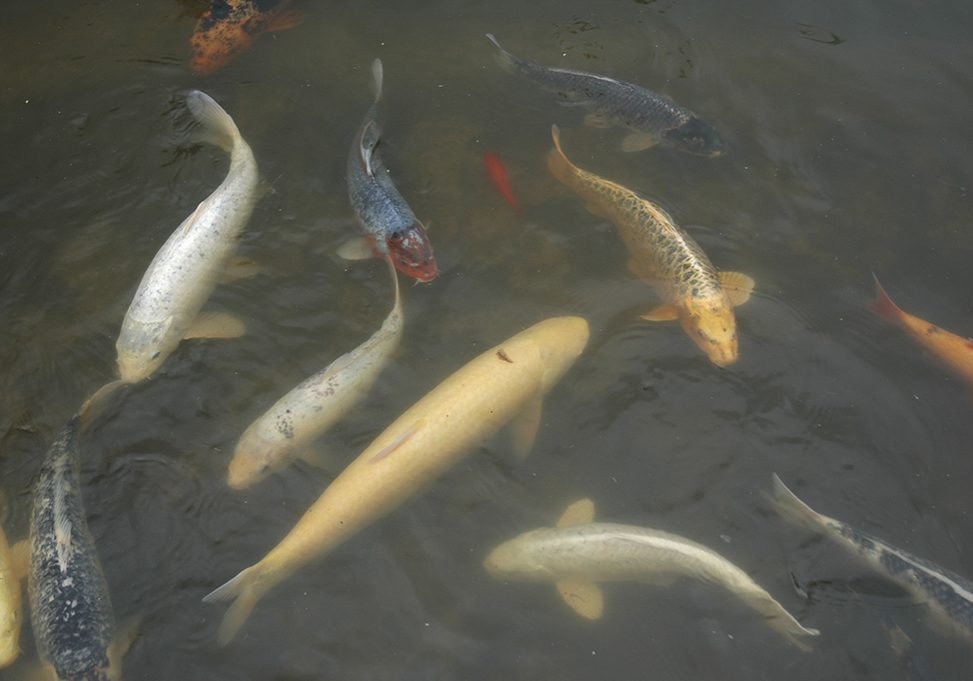 Koi carp in the walled garden