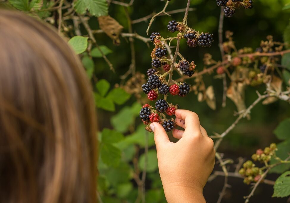 Foraging berries