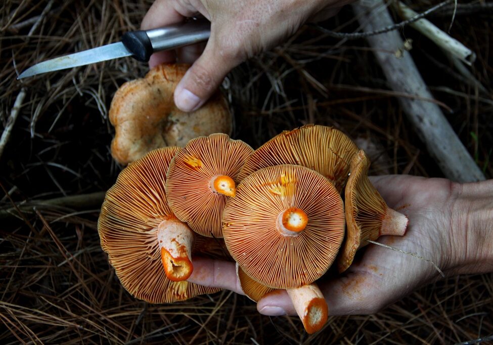 Foraging mushrooms