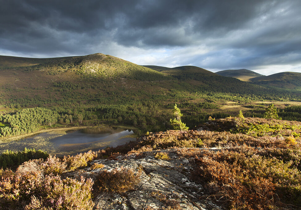 Forested landscape, Scottish Highlands © Mark Hamblin medium