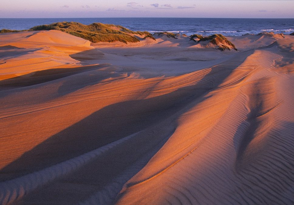 Drifting sand and marram grass on the dunes at Sands of Forvie  (Photo: 
Lorne Gill/SNH) 