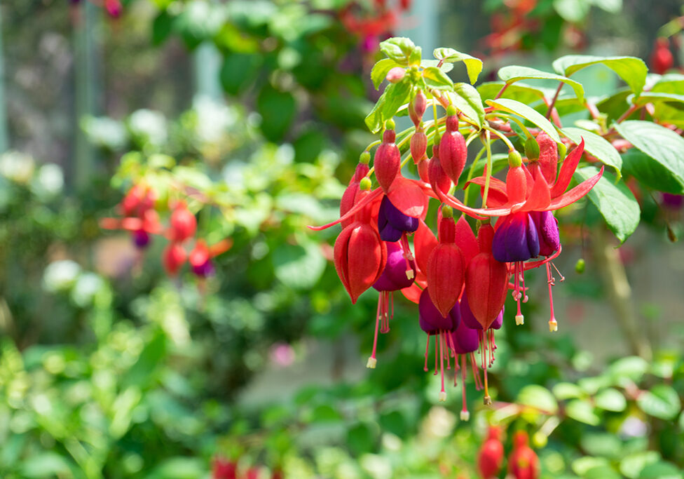 Beautiful Fuchscias