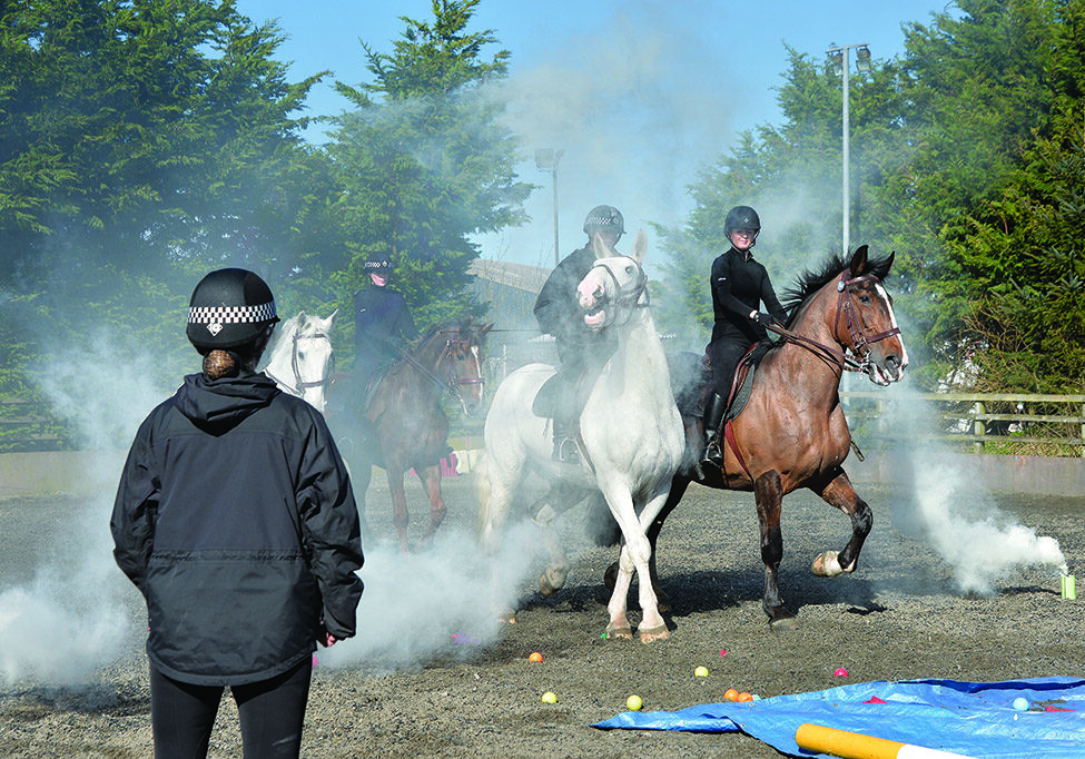 Police horses in training