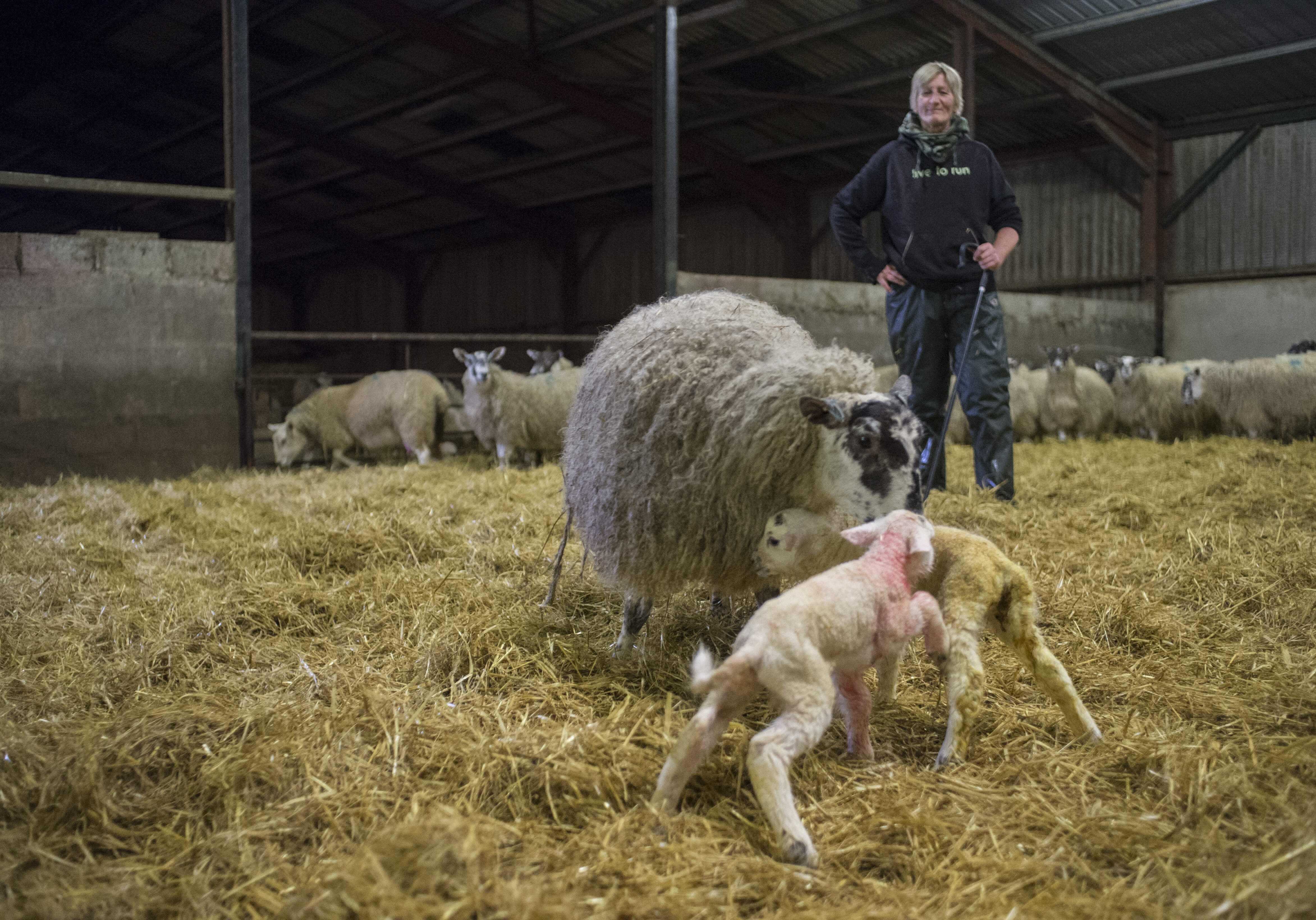 Sheila Pattullo at Harehead Farm in the Scottish Borders, with some new arrivals (Photo: Angus Blackburn)
