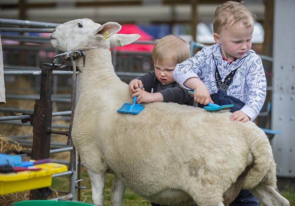 Freddie and Patrick Dodgworth with their dad's North Country Cheviot