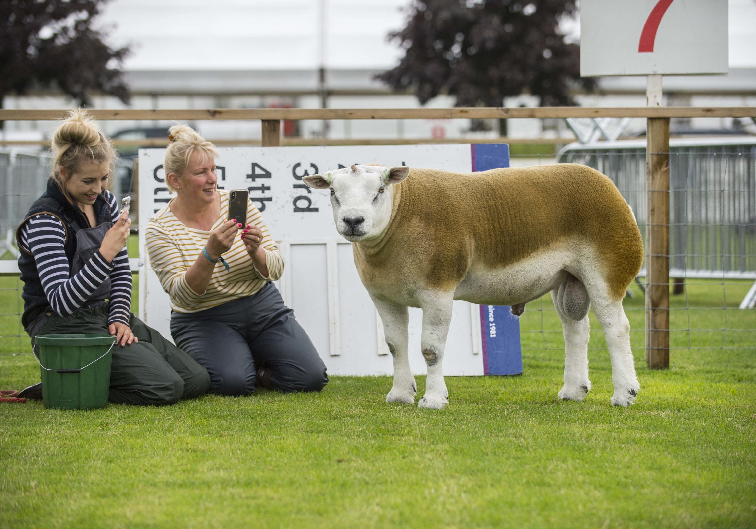 Royal Highland Show, Edinburgh. 2018.
Preparation for the  show  opening.

Pic - Louise Allan &amp; Melanie Alford with texel  ram Midlock your the one (AKA Stan) get ready for the show.