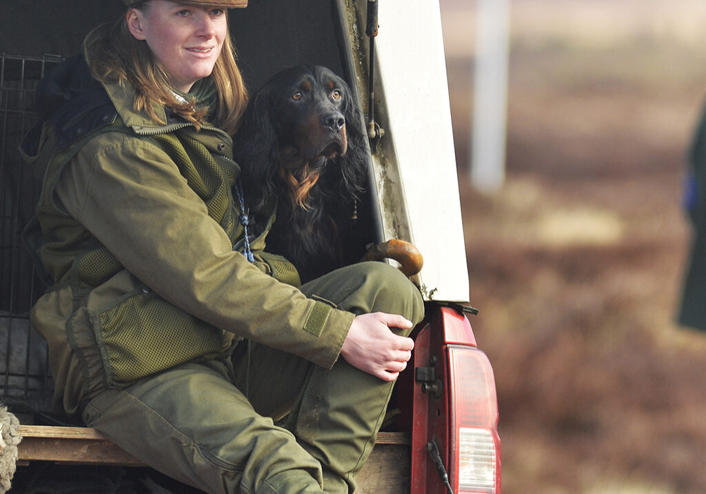 A Gordon setter has a moment's rest.