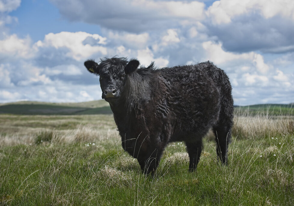 Galloway Cattle (Photo: Ian Findlay)