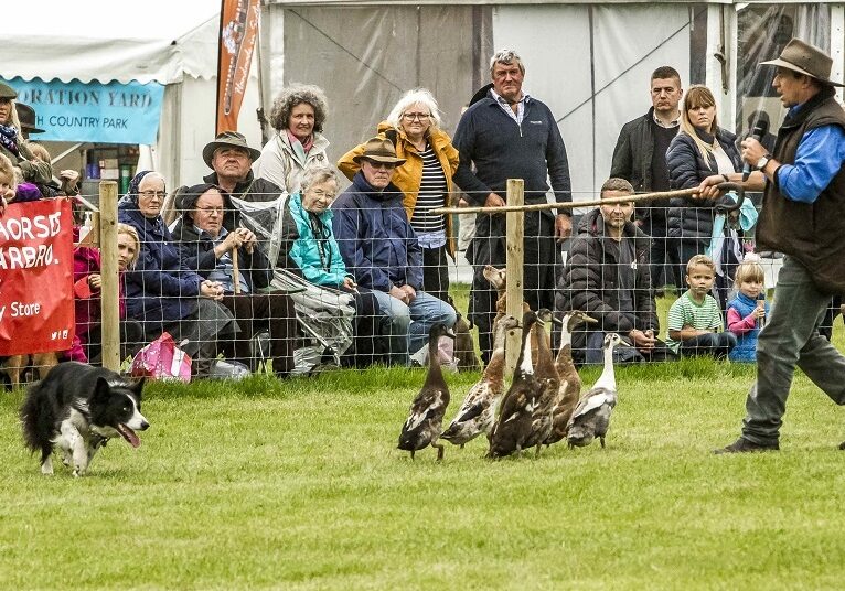 The Galloway Country Fair's dog and duck show