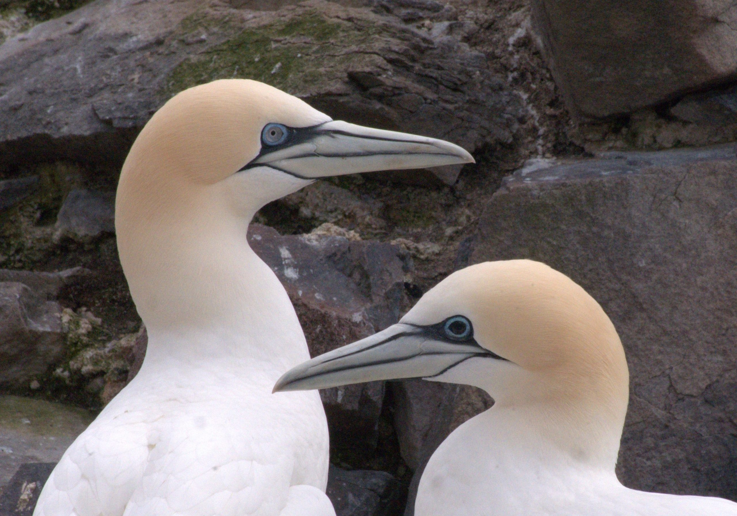 Gannet-showing-black-eye-indicating-exposure-to-Avian-Flu-April-2023-c-Emily-Burton-Scottish-Seabird-Centre-dobxgdz3-scaled