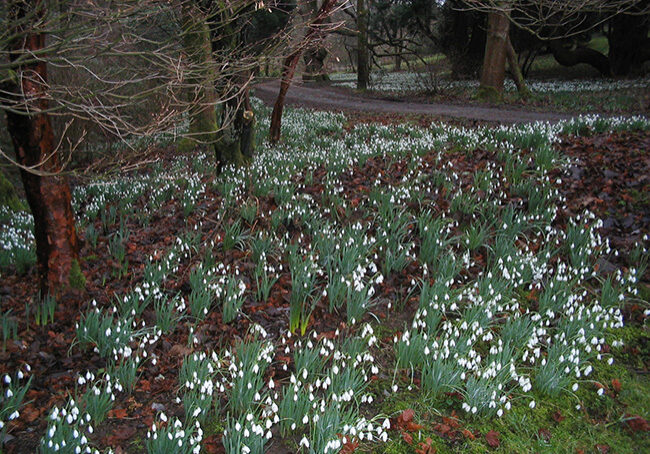 Gargunnock-House-Stirlingshire-Snowdrops-122-5x4in