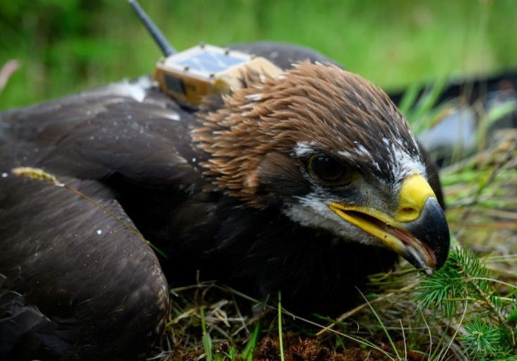 Golden Eagle Chick Tagging_25