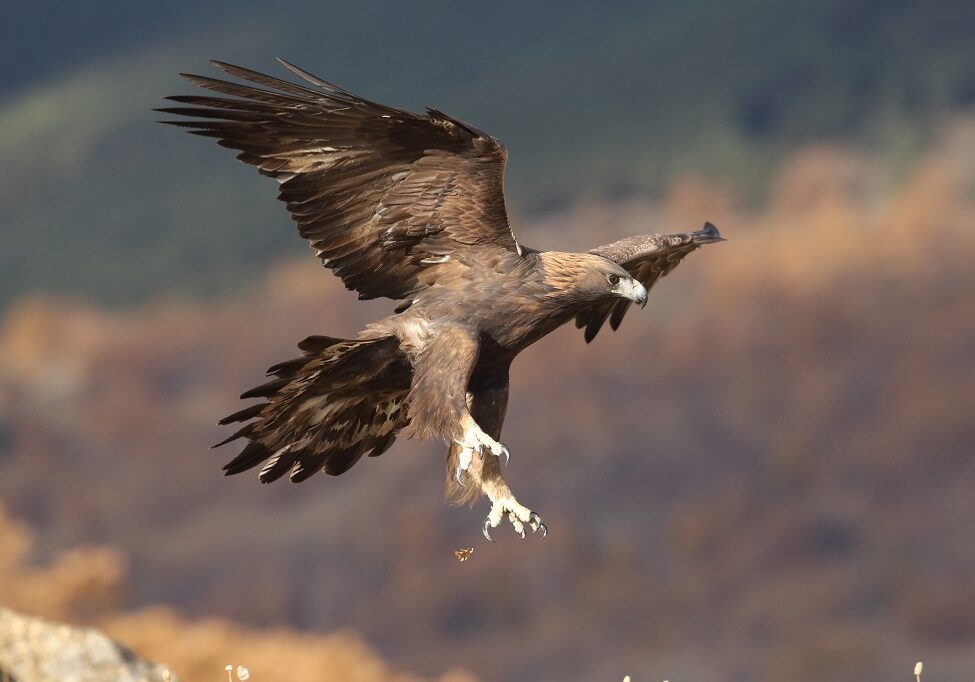 A golden eagle in flight