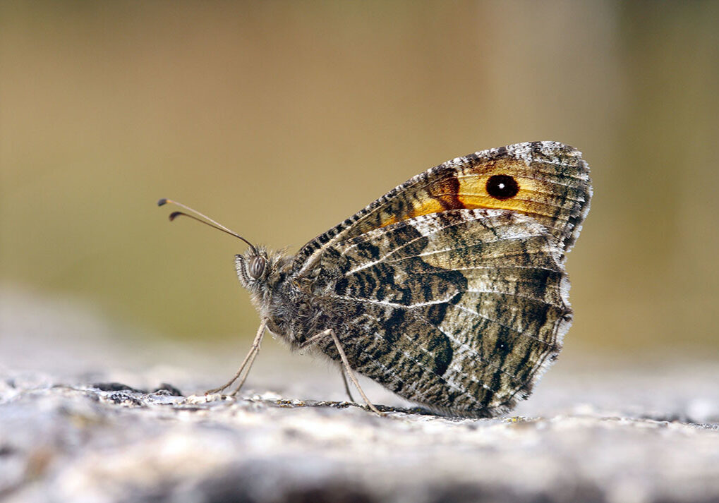 Grayling butterflies in are severe decline in Britain