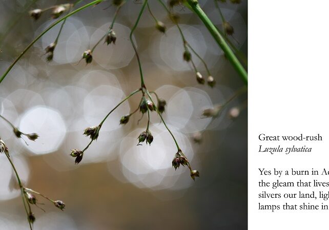 Great-wood-rush-imagepoem-20dimjrw9 Great-wood-rush-imagepoem-20dimjrw9