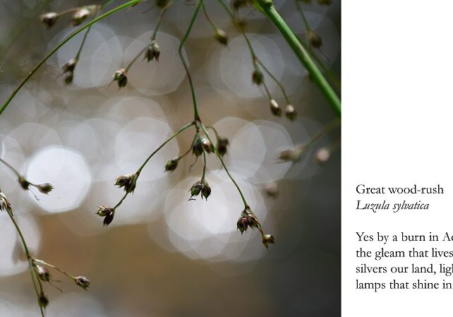 Great-wood-rush-imagepoem-20dimjrw9